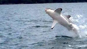 New doco 'girls can't surf' looks amazing, kipp caddy's insane shippies bomb, and surf lakes now the best wave pool in the world? Sharks In Lake Macquarie Impress Expert Newcastle Herald Newcastle Nsw