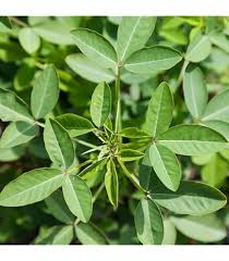 Image result for Crotalaria preladoi