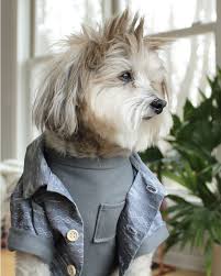 Dogs In Clothes Fashion For Dogs By Dog Threads Stylish Dog Clothes Cute Dog Clothes Hipster Dog Clothing Cute Dog Clothes Hipster Dog Stylish Dogs