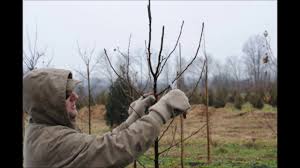 This tree is commonly used as a focal point or street planting. How To Prune Your Small Ornamental Pear Trees Youtube