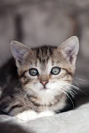 Luxurious collections of furnishing fabrics and wallpapers. Free Stock Photo Of Abandoned Animal Animal Lover