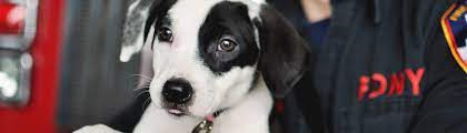 We rescue animals that are locate in kill facilities and underwrite the costs of relocating them to no kill facilities and foster homes in hopes of finding them a forever family. Rescue Dogs Rock Nyc Rescue Dogs Rock Nyc