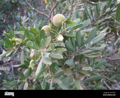 Image result for Diospyros dichrophylla