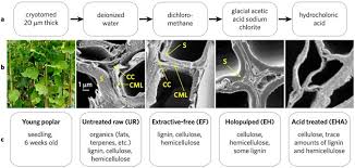 (a) cell wall (b) nucleus (c) plasma membrane (d) vacuoles. Plasticity Elasticity And Adhesion Energy Of Plant Cell Walls Nanometrology Of Lignin Loss Using Atomic Force Microscopy Scientific Reports