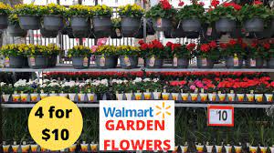 First seen on bbc gardeners world, available first at the garden superstore. Garden Flowers Shop With Me 2021 Superstore Garden Centre Plant Shopping Garden Centre Tour Youtube