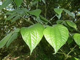 Image result for Dioscorea dregeana