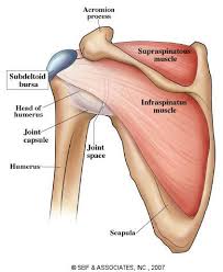 Acromion Winged Scapula Scapula Scapula Exercises