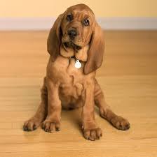 With canine stars from tv, movies this page lists a and b famous dog names, only. 20 Popular Dog Names Dog Names Female And Male