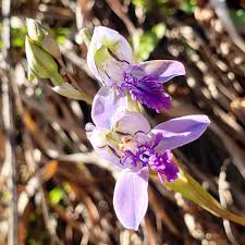 Image result for Disa baurii