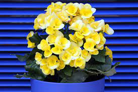 Check spelling or type a new query. 20 Indoor Plants That Thrive On Low Light