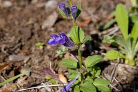 Get all of hollywood.com's best movies lists, news, and more. Native Plants Of The Santa Monica Mountains