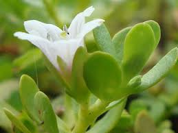 Image result for foto bacopa