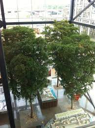 4 Specimen 8m Black Olive Trees Make An Impressive Statement In This Office Atrium Space Indoor Landscaping Indoor Tree Black Olive Tree