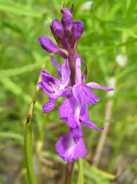 Image result for Isoglossa laxiflora