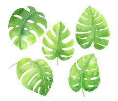 Download Watercolor Tropical Monstera Leaf Png Transparent Onlygfx Com