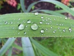 Rainfastness Of Pesticides Ifas Palm Beach Extension