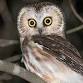 Observe Saw-Whet Owl Banding event image
