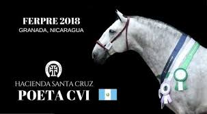 Image result for tbn:tVj6rqcH-AQR9M::www.pregonagropecuario.com.ar/images/caballo_overo.jpg