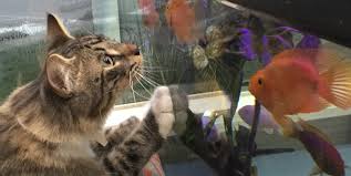 We did not find results for: Dog Cat Boarding Oyster Creek Animal Hospital Sugar Land Tx