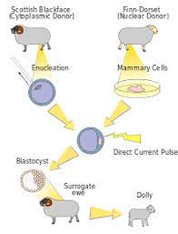Click dolly and move the cursor into the perspective view. Dolly Schaf Wikipedia