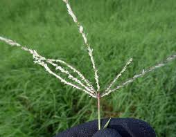 Image result for Digitaria eylesii