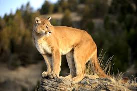 Maybe you would like to learn more about one of these? Pumas React To Humans Like Prey Scientific American