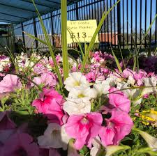 So it takes 30 minutes to check out in the. Plenty Of Plants And Flowers At Our Produce Junction Facebook