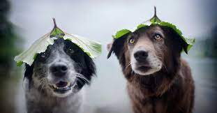 Pet Photographer Offers Helpful Dog Photography Tips Dog Photography Dog Photograph Dog Photoshoot