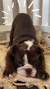 Surveillance video from all about puppies store shows farfan in drag carrying the french bulldog in his arms on october 2. All About Puppies In Largo Home Facebook
