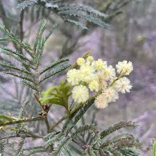 Image result for Acacia decurrens