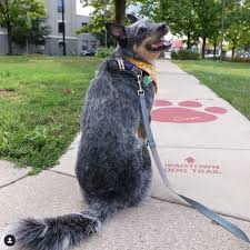 Why buy a puppy for sale if you can adopt and save a life? Wagtown Dog Trails Wagtown