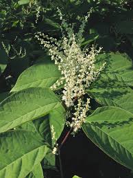 Image result for Fallopia