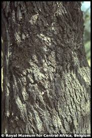 Image result for Combretum collinum