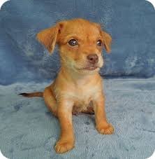 2700 toomey avenue charlotte, nc, 28203. Pin On Shichi Pups And Chihuahua Pups
