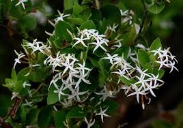 Image result for Carissa spinarum