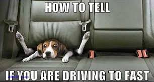 Funny Foto Funday It S Only Tuesday Animal Jokes Funny Animals Funny Animal Pictures