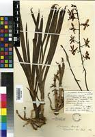 Image result for Eulophia leachii