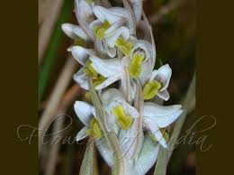 Image result for Zeuxine