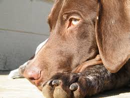 Gsp If That Isn T The Prettiest Eye Color Tied With The Husky German Shorthaired Pointer German Shorthair Pretty Eyes Color
