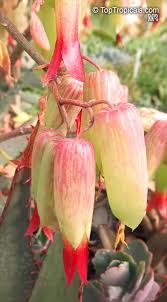 Image result for Bryophyllum