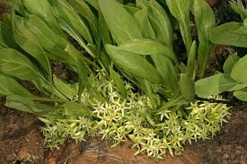 Image result for Pygmaeothamnus zeyheri