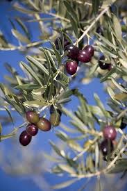 Arbequina Olive Tree Arbequina Olive Tree Olive Trees For Sale Olive Tree