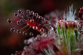Image result for Drosera pilosa