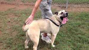 The sheprador's exact appearance can be tough to predict as a puppy. German Shepherd Akita Mix Shop For Your Cause