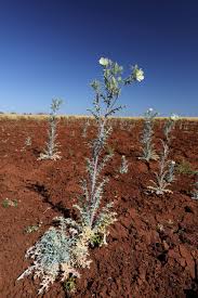 Image result for Argemone ochroleuca