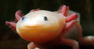 Best tank size for axolotls. Absurd Creature Of The Week The Real Life Pokemon That Can Regenerate Missing Limbs Wired