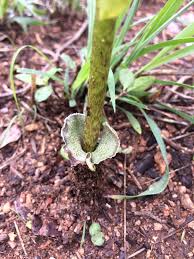 Image result for Stylochaeton