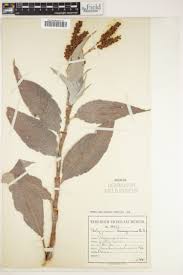 Image result for Oxygonum delagoense