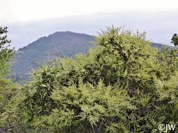 Image result for Chascanum adenostachyum