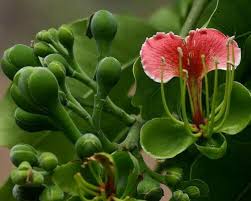 Image result for Afzelia